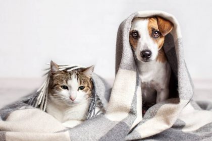 shutterstock_726710023 Pets and HOA rules