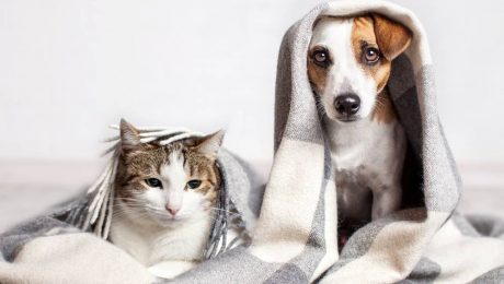 Pets and HOA rules